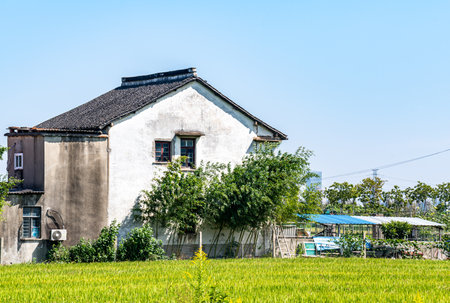 Rice field and house in Chiangmai, Thailand.の写真素材