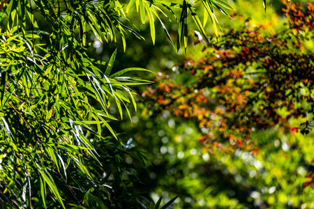 Bamboo leaves in the park, Thailand. Selective focus.の写真素材