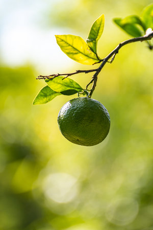 Lime on the tree in the garden. Shallow depth of field.
