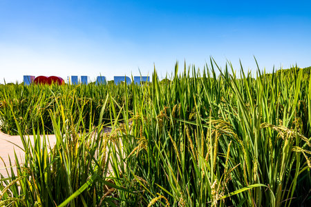 Rice field with blue sky background in Hangzhou, China.の写真素材