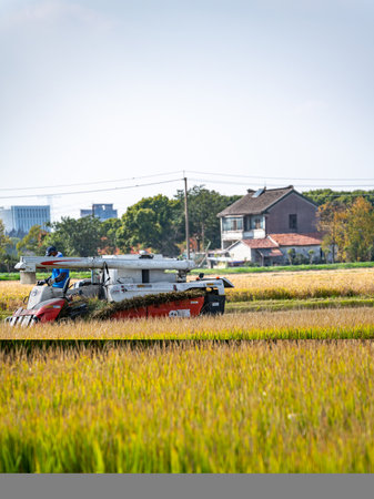 Harvesting of rice in Japan with combine harvester.の写真素材