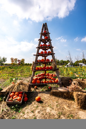 Harvesting of pumpkins on a farm in the countryside.の写真素材