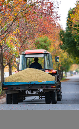Harvesting of wheat with a tractor on a road in autumnの写真素材