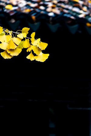 Ginkgo biloba leaves on black background with copy space.の写真素材