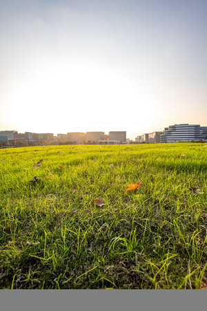 Green grass field with city building in the background at sunset time.