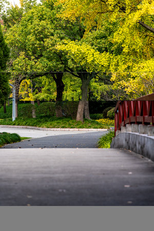Ginkgo trees in a park in Tokyo, Japan. Autumn season.