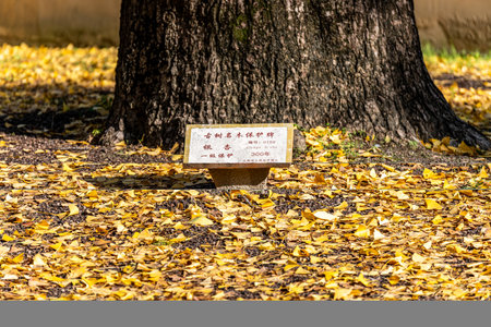 Ginkgo biloba leaves in autumn season with a sign.の写真素材
