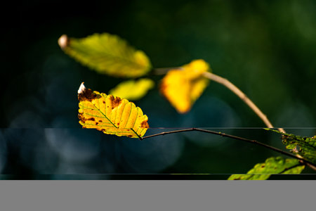 Autumnal leaves in the forest with bokeh background.