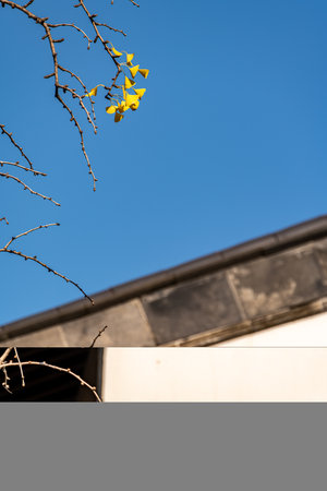 Yellow leaves of ginkgo tree on the background of blue skyの写真素材