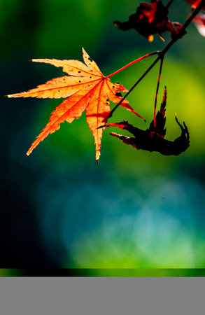 Maple leaf in autumn season, Thailand. Selective focus.の写真素材
