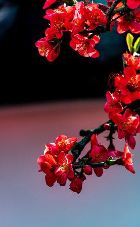 Chinese flowering crabapple, Chaenomeles japonicaの写真素材