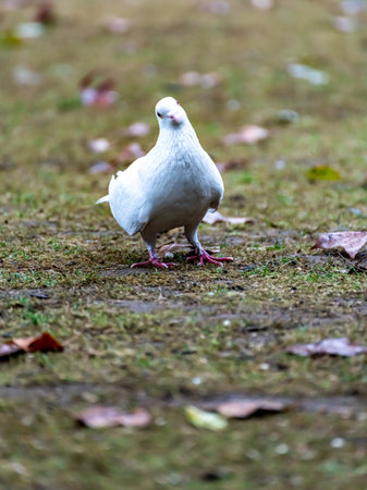 White pigeon walking on the ground in the park. Selective focus.の写真素材