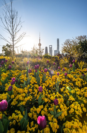 Tulip flower garden with urban skyline in the background.の写真素材
