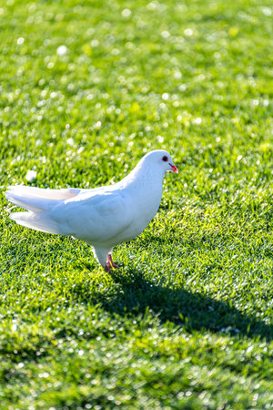 White pigeon on the green grass of the park, selective focus.の写真素材