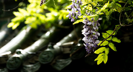 Wisteria flowers blooming in the garden with green leaves.の写真素材
