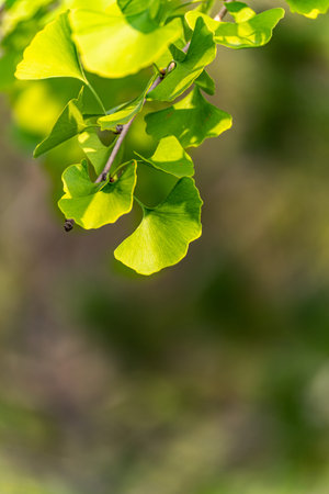 Green leaves of ginkgo biloba on a blurred background.