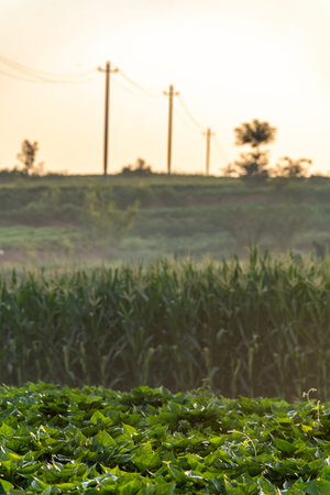 green soybean field in morning light with electricity pole in background.