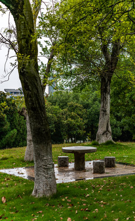 Park bench and tree in the city of Paris, France, Europeの写真素材