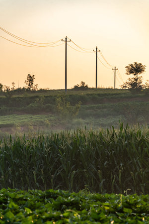 sugar cane plantation in the morning with power line, Thailand.
