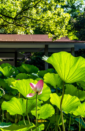 Lotus flower and Lotus flower plants in the pond, Thailand.の写真素材