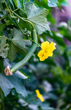 Green cucumber growing on a branch with a flower in the garden