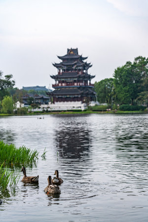 Ducks swimming in a lake with a pagoda in the backgroundの写真素材