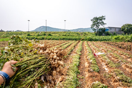 Harvested peanuts on the field in the countryside.の写真素材