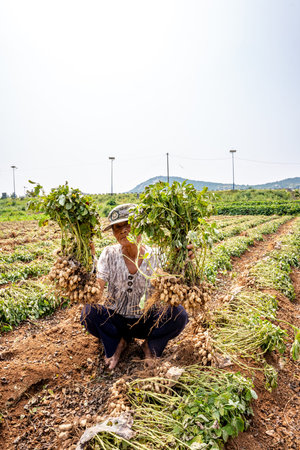 Unidentified Thai farmers harvest radish in the field.のeditorial素材