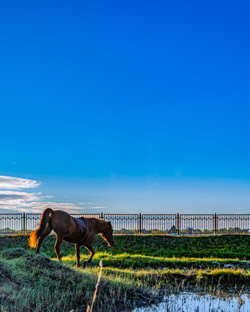 Horse grazing on a meadow in the countryside of South Koreaの写真素材