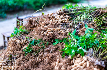 Pile of peanuts in farm, Thailand. Selective focus.の写真素材