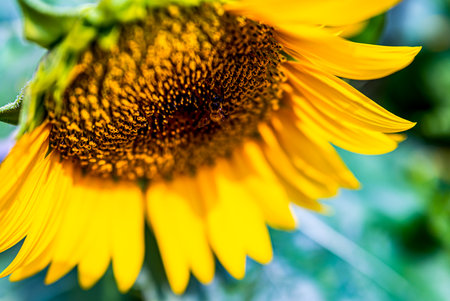 Close up of sunflower, Thailand. (Helianthus annuus)の写真素材