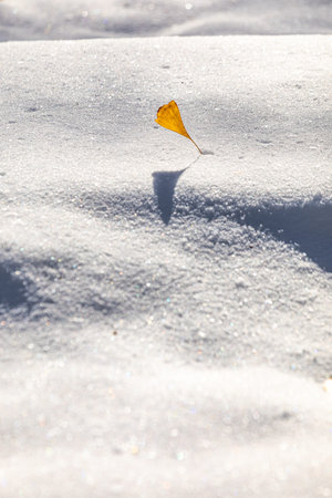 Leaf in the snow, closeup of photo with shallow depth of field