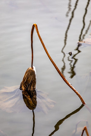 The beauty of the lotus flower in the pond and its reflectionの写真素材