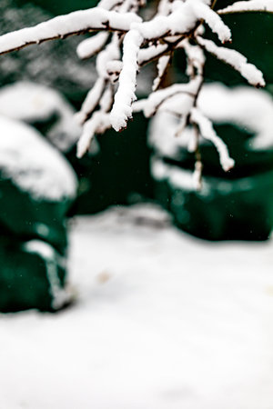 Snow covered branches of a tree in the garden. Selective focus.の写真素材