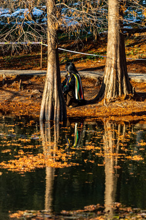 Woman sitting on the bank of a lake in the autumn forest.の写真素材