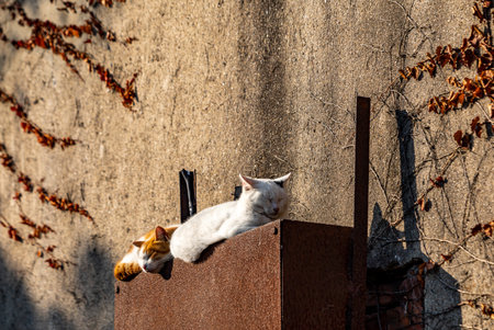 White cat lies on the roof of an old house in the villageの写真素材
