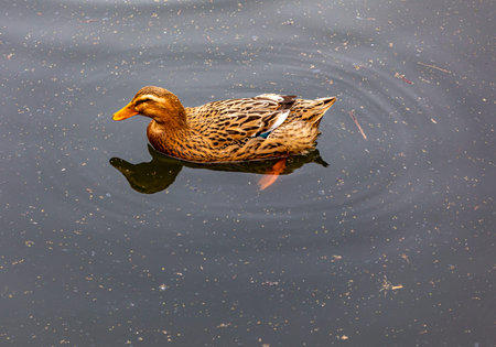 Mallard duck floating on the water in a lake with reflection