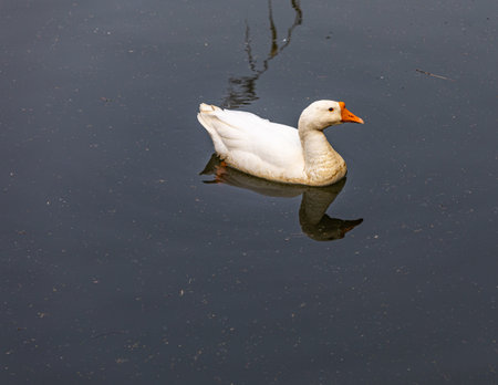 White duck swimming in the lake, close-up of photo.の写真素材