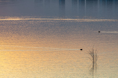 Duck on a lake at sunset. Beautiful natural background. Toned.