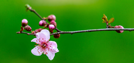 cherry blossom on a tree branch in spring, close upの写真素材