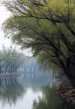 Willow trees reflected in a lake in the spring, China.