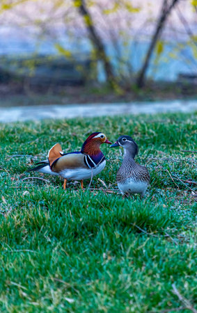 Mandarin ducks on green grass in the city park in spring.
