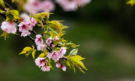 cherry blossom in spring, sakura flowers blooming in the garden