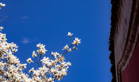 Magnolia flowers blooming on blue sky background, spring time.