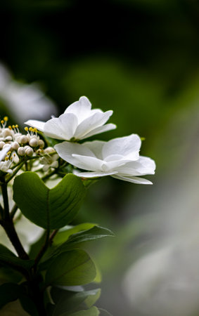 White flowers on a branch in the garden. Shallow depth of field.の写真素材