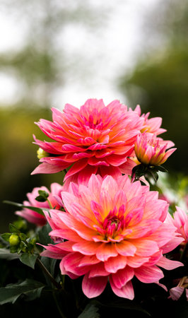 pink dahlia flower in the garden with bokeh backgroundの写真素材