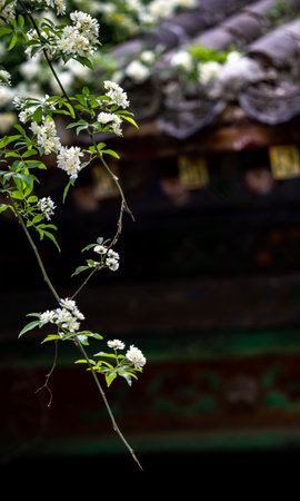 White jasmine flowers on the background of the ancient temple.