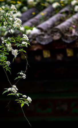 White jasmine flowers on a background of a templeの写真素材