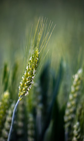 Close up of green wheat ears growing in a field, shallow depth of fieldの写真素材