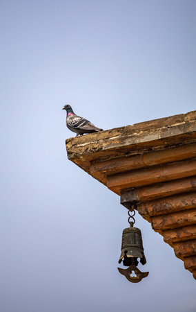 Pigeon sitting on the roof of the old house in the villageの写真素材